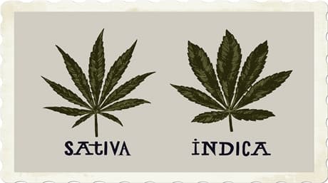 Am I high or are we being stoned?