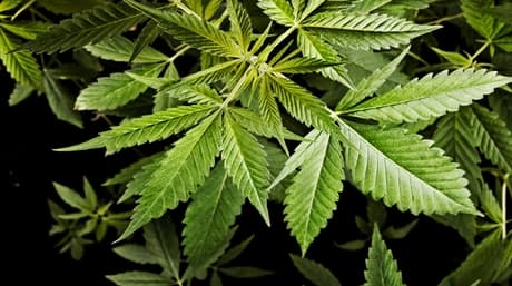 Protect Weed Plants from Animals