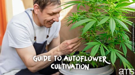 Guide de culture de graines de cannabis à autofloraison
