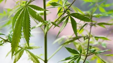 La marijuana médicale a été légalisée au Mexique