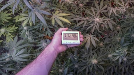 Att behärska cannabisodling i kallt väder