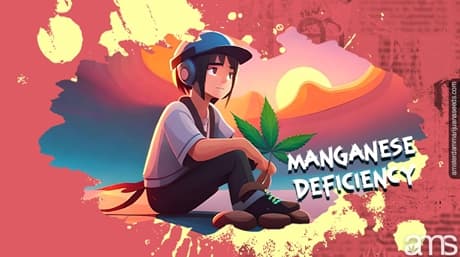 Manganese Deficiency in Cannabis Plants