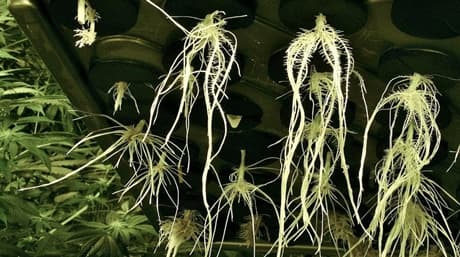 How to avoid and get out of the Root-Rot-Rut