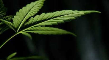 Making Your Own Cannabis Infused Capsules is Easy