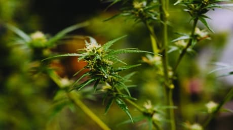 Las Diferentes Etapas De Floración Del Cannabis