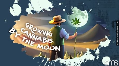 Att odla cannabis genom måncykeln