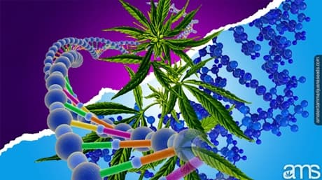 Polyploidi och cannabis – Introduktion till Polyploid Pot