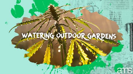 What are the best practices for watering and irrigation in outdoor gardens?