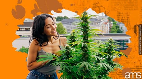 Hur man odlar exceptionell cannabis på din balkong eller terrass