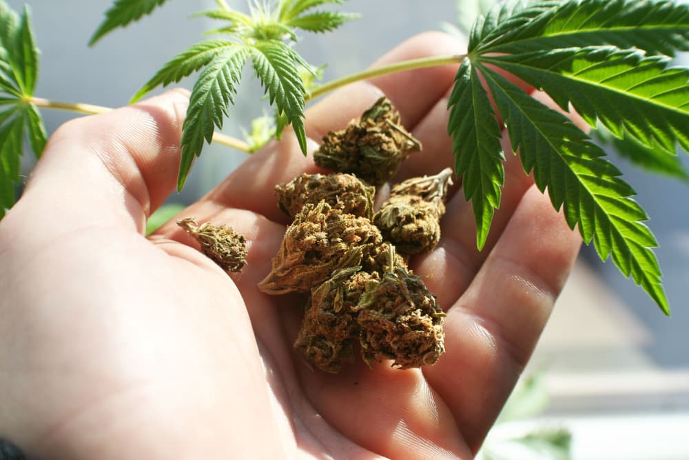 Qu’est-ce que le CBD exactement et comment est-il fabriqué ?