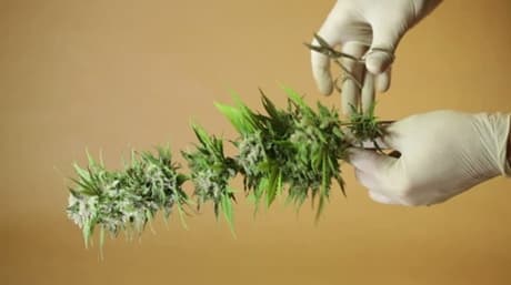 Expert Tips for Trimming your Marijuana Harvest