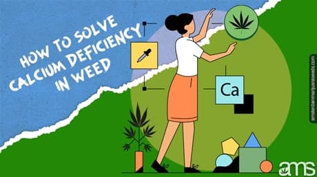 Calcium Deficiency In Weed – How To Recognize And Solve It