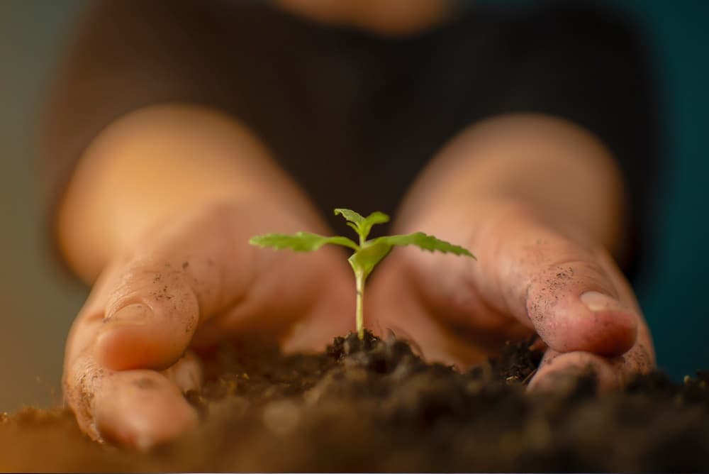 Comment traiter les plants de marijuana