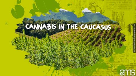 Cannabis in the Caucasus Mountains of Georgia