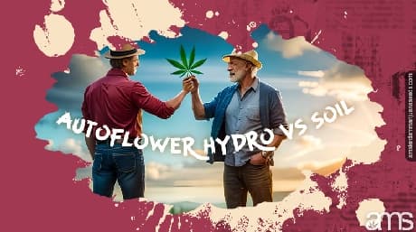 Autoflower hidro ve toprak