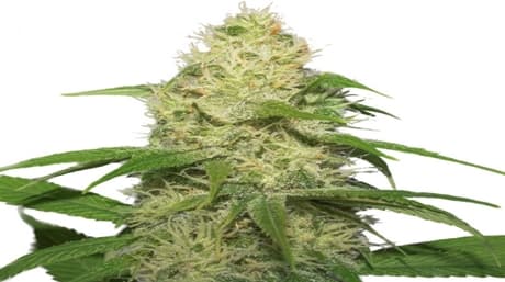 Narco una nueva variedad de marihuana de AMS