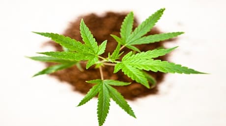 Learn About the Best Soil for Autoflowers