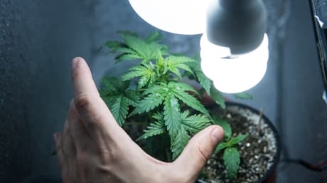 4 Cannabis Indoor Grow Tricks för nybörjare