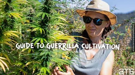 Omfattande guide till Guerrilla Cannabis Odling