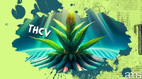 THCV- What you need to know about this emerging cannabinoid