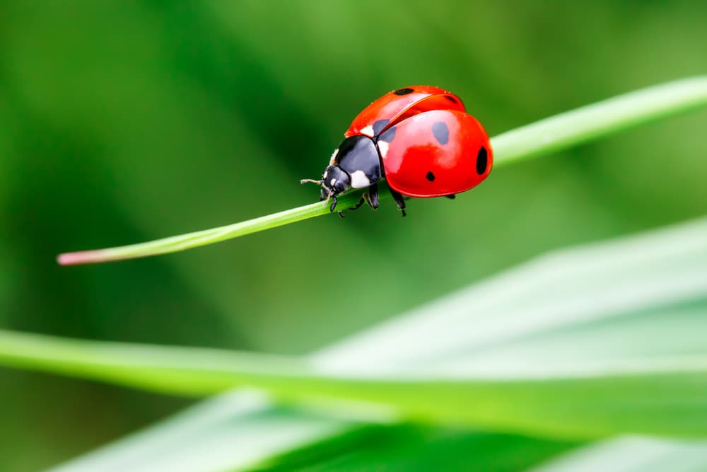 Combattez les tétranyques avec les coccinelles