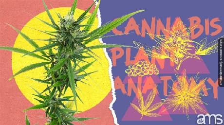 Anatomía de la planta de marihuana la guía definitiva de AMS