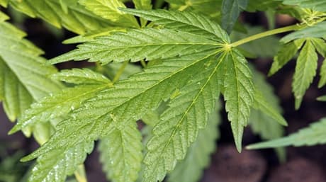 What is cannabis Ruderalis?