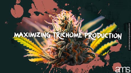 Maximiser la production de trichomes pour les têtes résineuses
