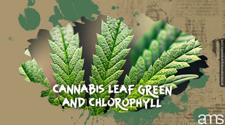 Verde hoja de cannabis y clorofila
