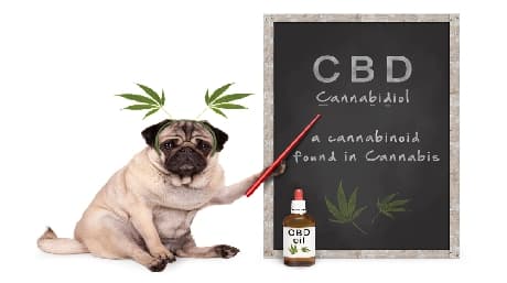 Differences between CBD and THC
