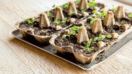 Cómo reutilizar la tierra utilizada por una planta de cannabis
