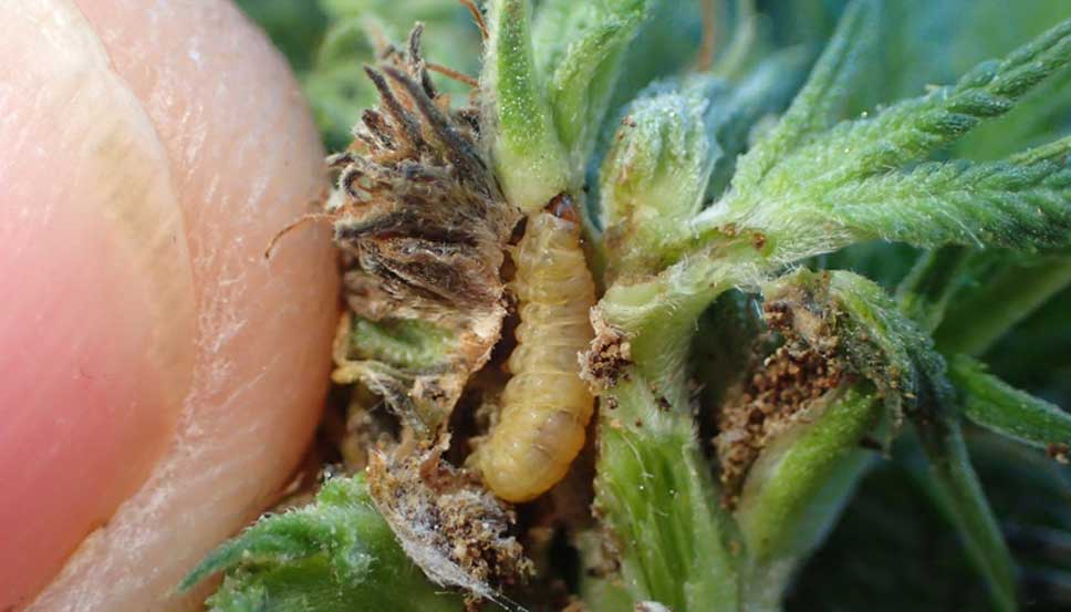 Caterpillars on Cannabis Leaves: Identification and Damage Examples High-quality images showing caterpillars on cannabis plants and the typical leaf damage they cause. Learn to identify caterpillars on cannabis effectively.