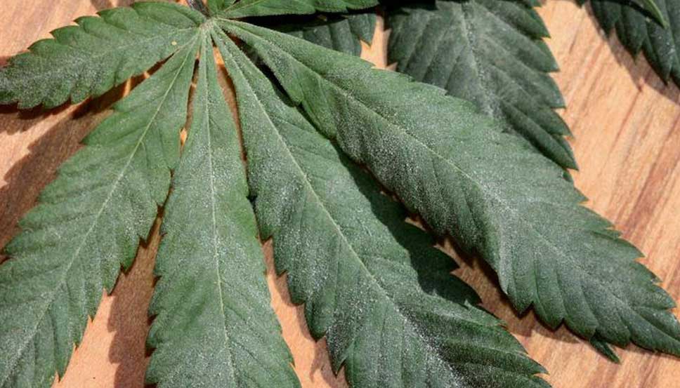 Leaf Damage Caused by Caterpillars on Cannabis Plants Visual example of leaf damage caused by caterpillars on cannabis. Recognize early signs of infestation on cannabis leaves.
