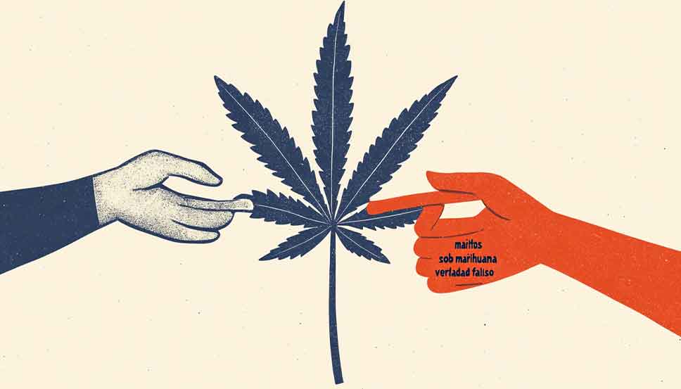 6 Common Myths About Marijuana Illustration showing common myths about marijuana being debunked with facts and cannabis plant icons