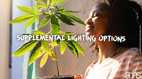 marijuana plant illuminated by the sun