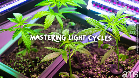 mastering light cycle