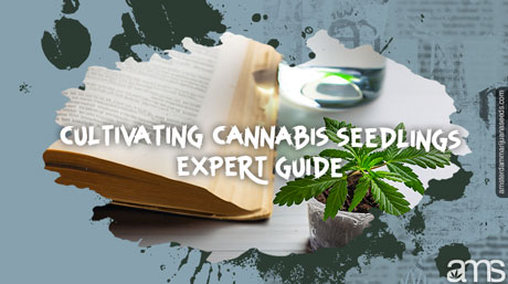 cultivatintg cannabis seedlings guide