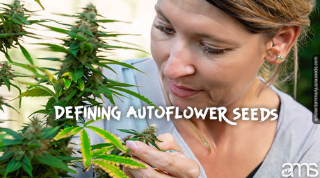 effortless cultivation autoflower weed seeds plant