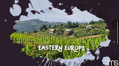 best cannabis strains eastern european climate