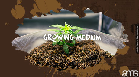 cannabis growing medium