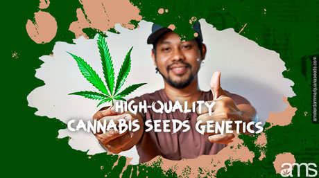 high-quality cannabis seeds genetics