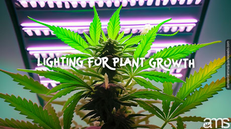 lighting for plant growth