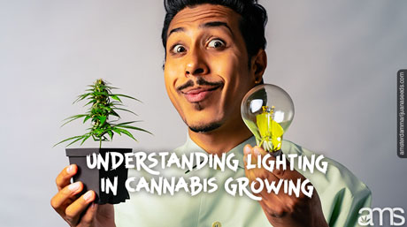 cannabis grow light