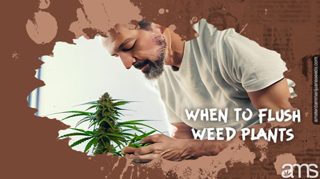 when to flush weed plants