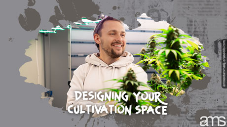 establishing cannabis cultivation plan timeline grow space