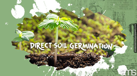 different germination methods techniques soil