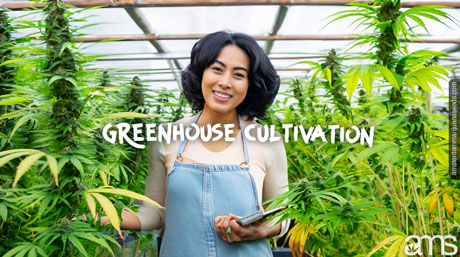 greenhouse cannabis cultivation