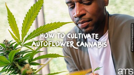 man grows an autoflowering plant