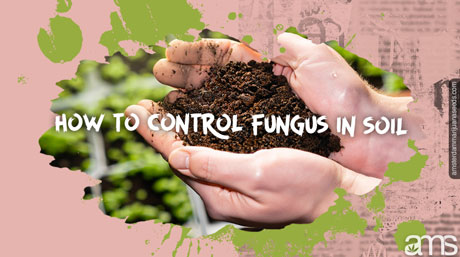 effective techniques preventing controlling fungus mold quality soil