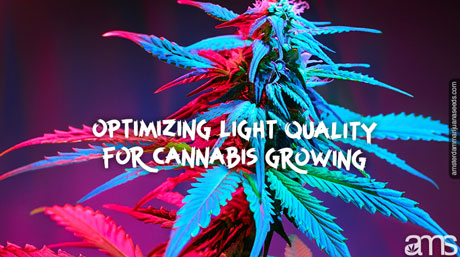 optimize light quality cannabis growing